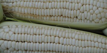 Gobierno de México elimina la exportación de maíz