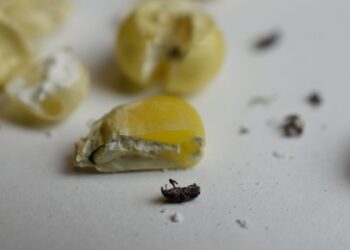 Investigadores evalúan alternativas contra plaga en maíz nativo