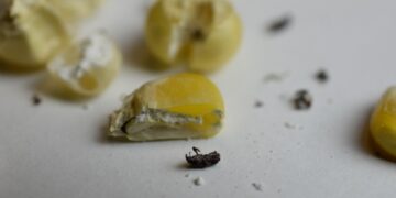 Investigadores evalúan alternativas contra plaga en maíz nativo