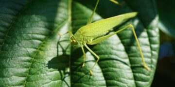 Investigadores advierten daños “sin precedentes” en plantas, causados por insectos