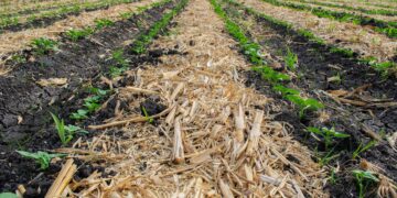 Promueven el Cimmyt y gobierno prácticas agrícolas sostenibles en zonas tropicales