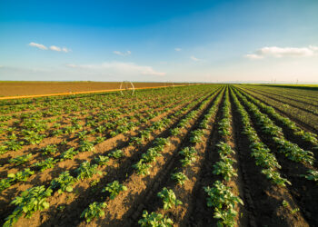 3 claves para un mejor flujo de efectivo en los agronegocios