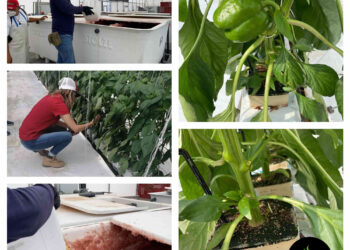 Advise amplía la oferta de soluciones orgánicas para el mercado mexicano