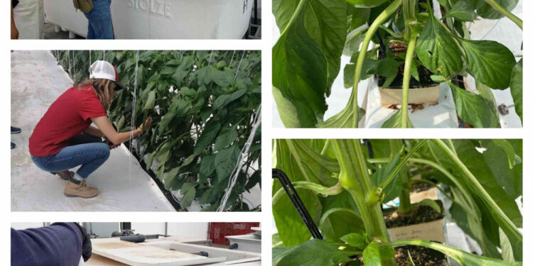 Advise amplía la oferta de soluciones orgánicas para el mercado mexicano