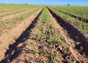 Aumento de biodisponibilidad de minerales en suelos degradados: experiencias en la aplicación de Yucca schidigera