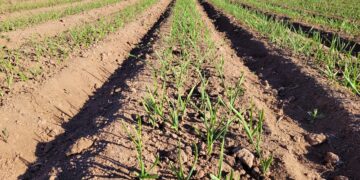 Aumento de biodisponibilidad de minerales en suelos degradados: experiencias en la aplicación de Yucca schidigera