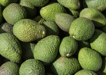 Autoridades de Michoacán “blindan” producción de aguacate