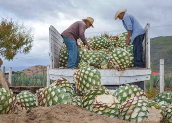 Balanza comercial agroalimentaria registra superávit superior a 5 mil mdd