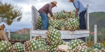 Balanza comercial agroalimentaria registra superávit superior a 5 mil mdd