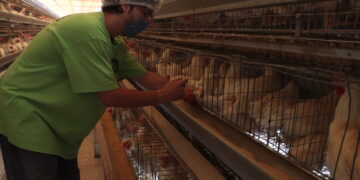 Inicia vacunación contra influenza aviar AH5N1