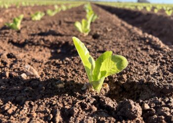 Inteligencia vegetal al servicio de los agricultores