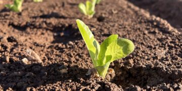 Inteligencia vegetal al servicio de los agricultores