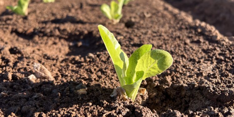 Inteligencia vegetal al servicio de los agricultores