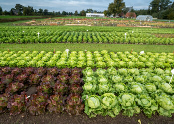 La producción agrícola exitosa comienza con semillas de calidad