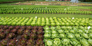 La producción agrícola exitosa comienza con semillas de calidad