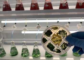 La riqueza de las microalgas bioestimula y nutre a las plantas