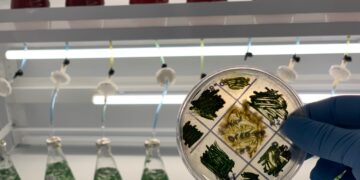 La riqueza de las microalgas bioestimula y nutre a las plantas