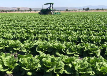 Especialistas de Chapingo capacitarán en materia de biofertilizantes