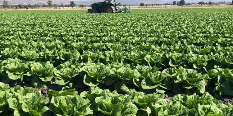Especialistas de Chapingo capacitarán en materia de biofertilizantes