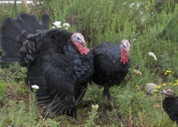 Abasto de guajolote mexicano está garantizado para nochebuena