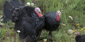 Abasto de guajolote mexicano está garantizado para nochebuena