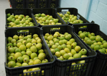 El abasto nacional de guayaba está garantizado: Sader
