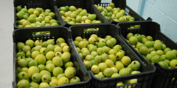 El abasto nacional de guayaba está garantizado: Sader