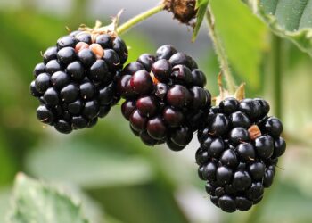 ¿Tu biocontrol en berries es convencional o innovador?