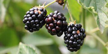 ¿Tu biocontrol en berries es convencional o innovador?