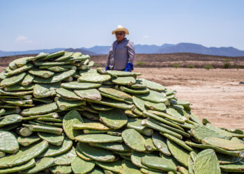 Zacatecas producirá nopal forrajero sin espinas