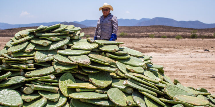 Zacatecas producirá nopal forrajero sin espinas