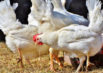 16 granjas de Yucatán, en “vacío sanitario”
