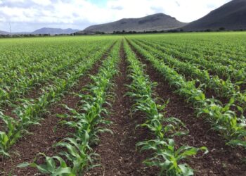 El CICTCAÑA promoverá la investigación y transferencia de tecnología en caña de azúcar