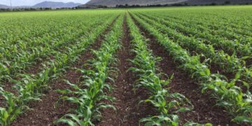 El CICTCAÑA promoverá la investigación y transferencia de tecnología en caña de azúcar