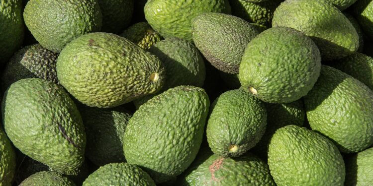 Más aguacate mexicano para el mundo