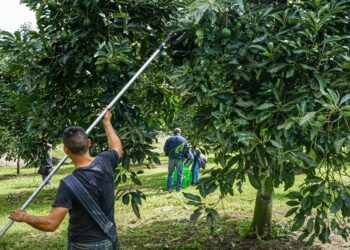 Siete estados se mantienen libres de plagas del aguacatero