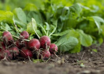 A pesar de los ahorros, la agricultura ecológica enfrenta el reto de los rendimientos