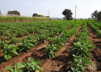 Con método exprés, investigadores evalúan el efecto de bioestimulantes