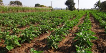 Con método exprés, investigadores evalúan el efecto de bioestimulantes