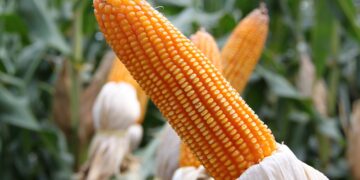 Gobierno de México prohíbe el uso de maíz transgénico en alimentación humana