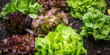 Lechugas más grandes y respetuosas con el planeta