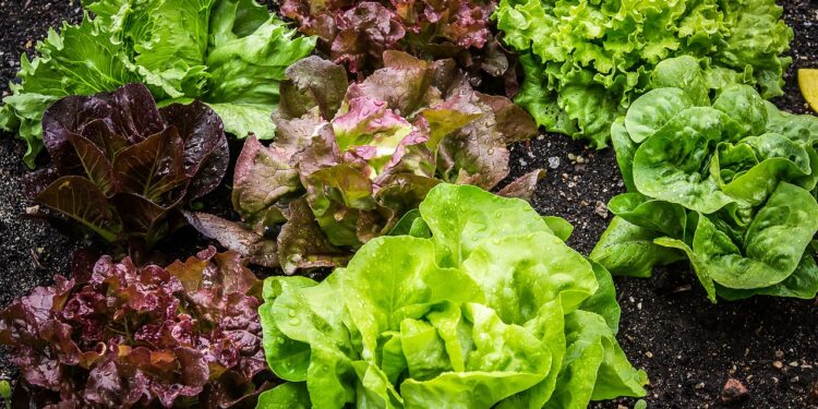 Lechugas más grandes y respetuosas con el planeta