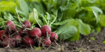 Se mantiene el crecimiento de la agricultura ecológica en la UE