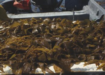 Bioestimulación con algas marinas: alcanza el potencial de tu cultivo con soluciones de alta efectividad