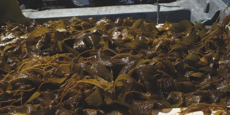 Bioestimulación con algas marinas: alcanza el potencial de tu cultivo con soluciones de alta efectividad