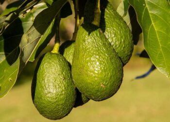 Más aguacate mexicano para el mundo