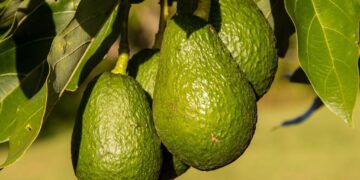 Más aguacate mexicano para el mundo