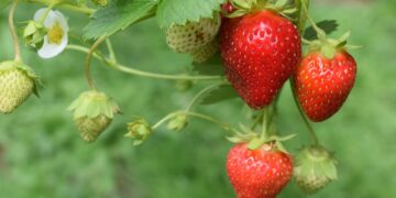 Ante las heladas, prevenir es la mejor inversión