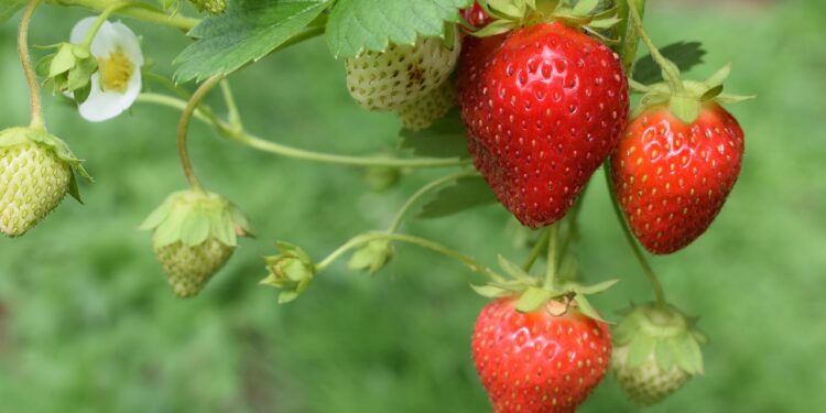 Ante las heladas, prevenir es la mejor inversión