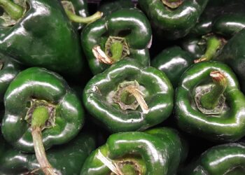 Con micorrizas, el Inifap busca incrementar producción y calidad del chile poblano